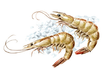 Fresh shrimps on the ice, seafood. Hand drawn watercolor illustration, isolated on white background