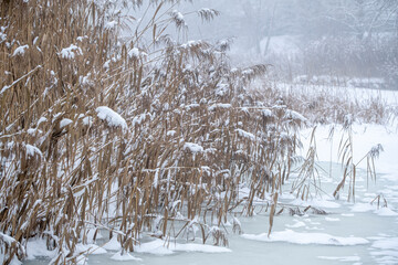 Winter landscape of a river  covered with ice in misty morning. Close up of dry river reeds and grass