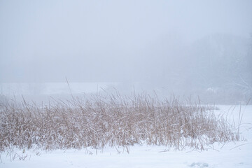 Winter landscape of a river  covered with ice in misty morning. Close up of dry river reeds and grass