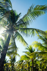 Fototapeta na wymiar Palm trees in sunlight. Tropical background.