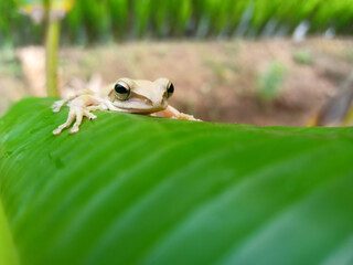Frog in a grass 
