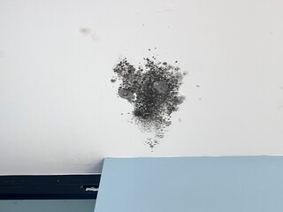 Black mold on the ceiling from poor roof installation or improper roof slope. Water flows under roof causing black mold.