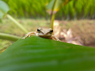 Frog in a grass 