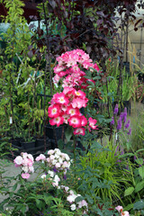 small-flowered park rose is sold at the city fair and exhibition in a separate container. Sale of flowering plants