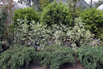 sale of plants in containers for landscaping around the house - derain, thuja, juniper