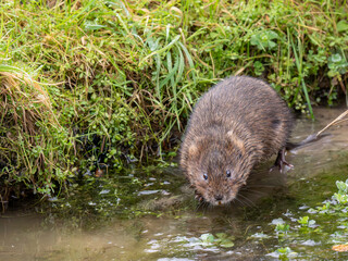 Water Vole on a Frozen Pond