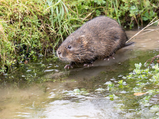 Water Vole on a Frozen Pond