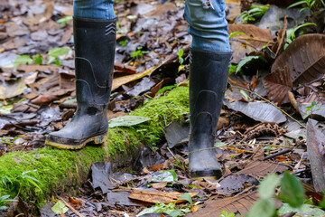 Classic rubber boots used in the tropical rainforest