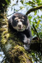 Andean bear or also called spectacled bear