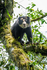 Andean bear or also called spectacled bear