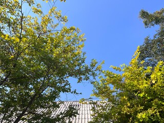 Golden leaves and trees and white roof in blue sky.