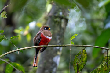 Female Coa or Trogon rainforest bird