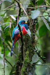 Maquipucuna, Tropical rainforest bird called Coa or Trogon