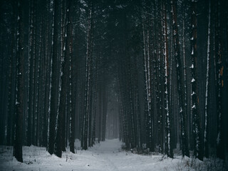 Winter pine forest in the fog