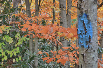 Blue Tree Paint No Trespassing Sign on a tree