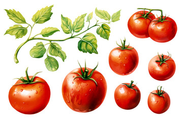 Fototapeta premium Wholesome Watercolor Tomato Treasures on White Background 