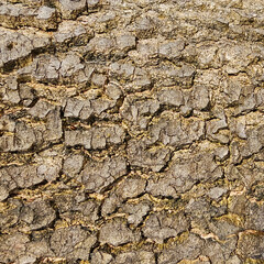 Skin natural wood texture background