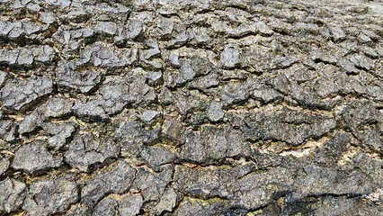 Old tree bark texture background