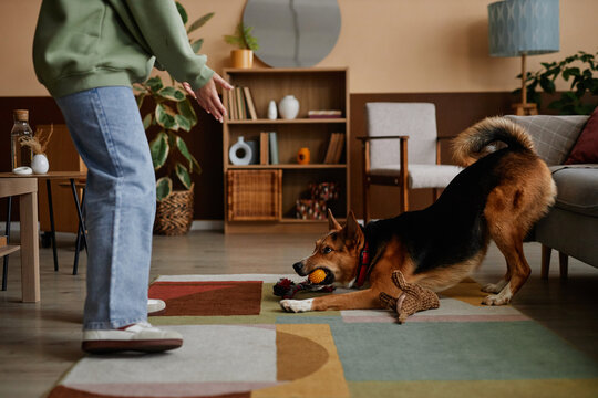 Side view portrait of happy dog holding toy ball and playing with owner in cozy home, copy space