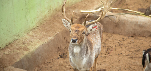 Deer in the zoo. Animal. Lifestyle