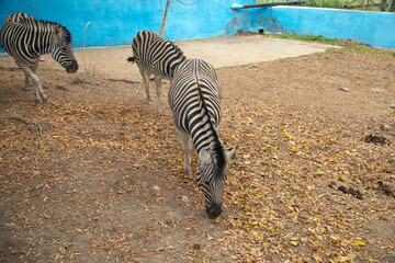 Fototapeta na wymiar Beautiful zebra in a zoo. Animal. Wildlife