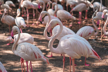 Several flamingo birds flock, close-up of neck and head.