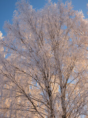 Obraz na płótnie Canvas trees in frost