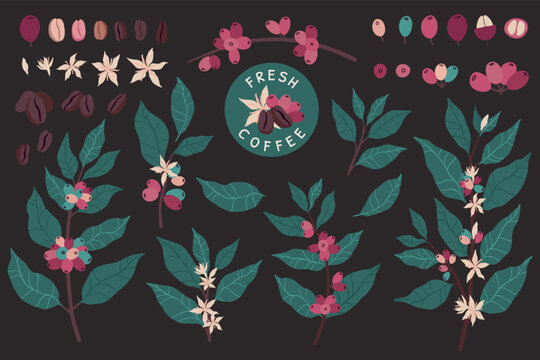 Coffee plants. Cafe leaf pattern, tree beans and leaves, colombia or ethiopia farm logo, berry and branch for barista. Arabica drinks. Botanical cartoon flat elements. Vector illustration