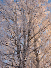 Obraz na płótnie Canvas birches in winter