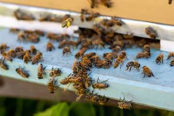 Bees in the hive receive information from a bee that has flown in from collecting honey.