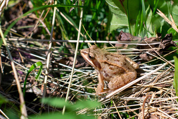 Moor frog in the grass