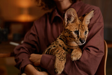 Close up of unrecognizable young woman holding serval cat in arms, copy space