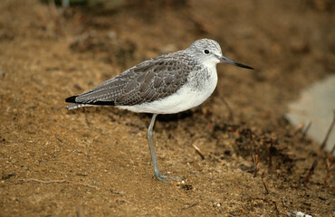 Chevalier aboyeur,.Tringa nebularia; Common Greensh