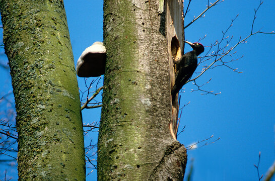 Pic noir, nid, loge, .Dryocopus martius , Black Woodpecker