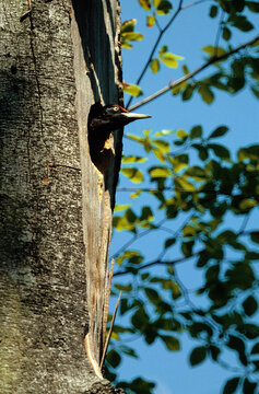 Pic noir, nid, loge, .Dryocopus martius , Black Woodpecker
