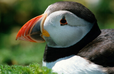 Naklejka premium Macareux moine, poissons,.Fratercula arctica, Atlantic Puffin