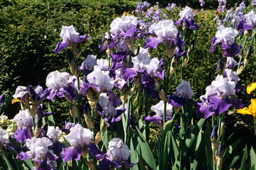 Obraz premium Iris x germanica 'Baltimore' , Iris grand à barbe