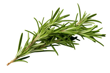 Fototapeta premium Rosemary Branch: Fresh Rosemary Sprigs Isolated on White Background - Mediterranean Cuisine, Herbal Infusion