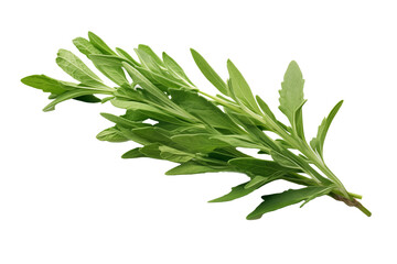 Tarragon Leaves: Fresh Green Tarragon Sprig Isolated on White - Aromatic Herbs, French Cuisine, Gourmet Flavoring, Kitchen Ingredients, Organic Produce