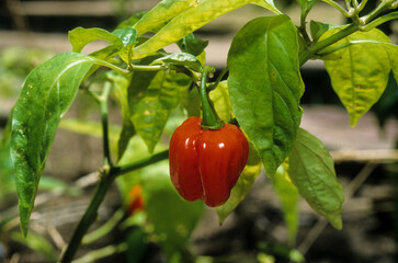 Piment, capsicum annum, variete tomato