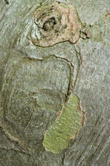Platane, platanus x acerifolia, écorce