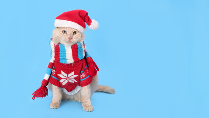 Cat wearing red Santa Claus hat, scarf and winter clothes. Christmas cat card. Santa's helper. Beautiful Cat with Santa hat on blue background. Happy New Year 2024. Celebration. Holiday concept. 