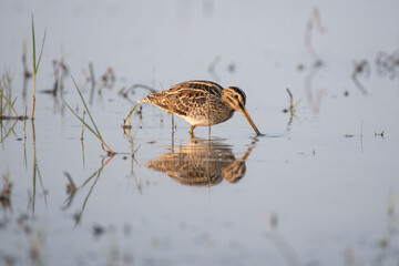 Common Snipe bird in the wetlands with use of selective focus 