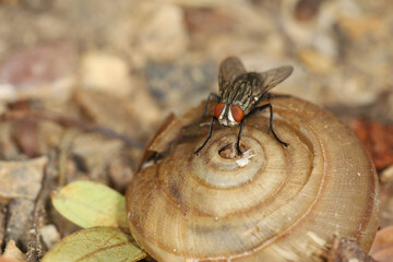 Close up The housefly insect on snail dead
