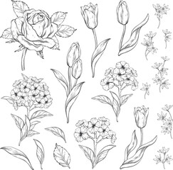 Outline classic floral elements. Roses and tulips