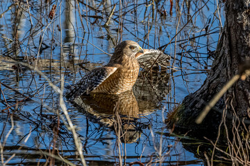 Red Shouldered Hawk in the Swamp