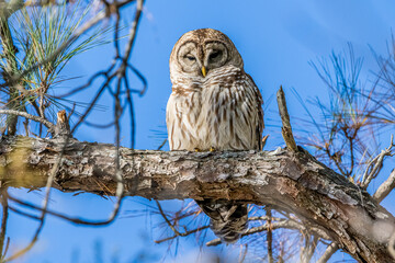 Barred Owl on a branch