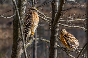Pair of Red Shouldered Hawks