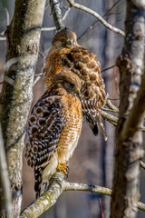 Pair of Red Shouldered Hawks Perched in a Tree