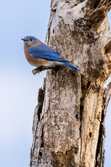 Eastern Bluebird Perched on a Tree